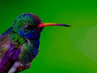 Colibrí