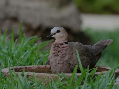Red-eyed Dove bathing in water pot at Hotel Bakotu, Gambia (c) Gehan de Silva Wijeyeratne