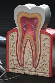La parodontologia studia le malattie delle gengive e dei tessuti di sostegno del dente