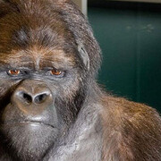 250 Years of Natural Sciences. Courtesy of Royal Belgian Institute of Natural Sciences