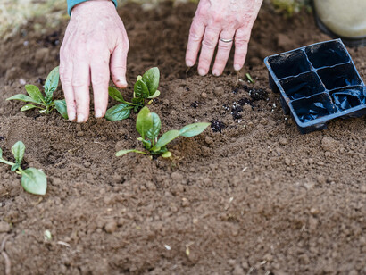 La salute delle colture è fondamentale per garantire rese abbondanti e di alta qualità