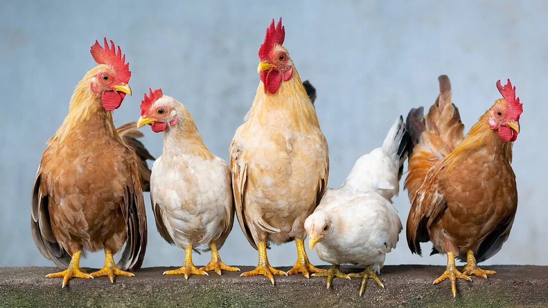 Gallinas de corral
