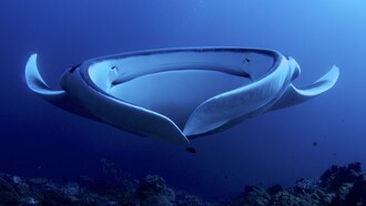 Mantarraya