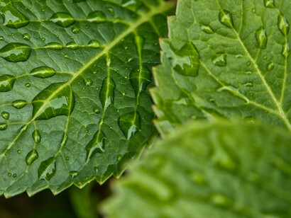 Gotas de lluvia sobre una planta