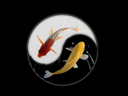 Carpas Koi Ying Yang