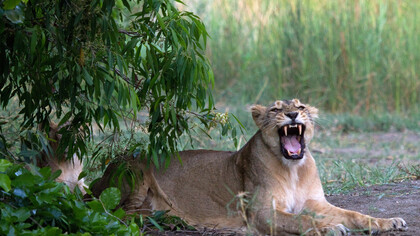 Lioness with Cub Front Page