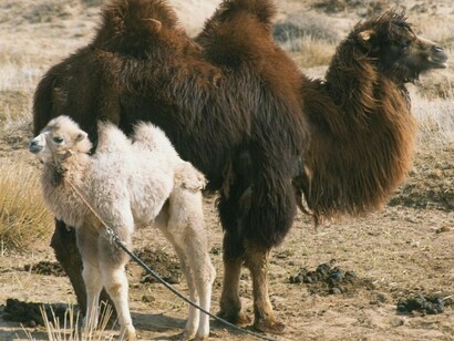 La storia del cammello che piange