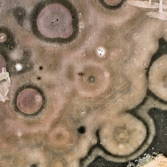 Joan Fontcuberta. Courtesy of Galería Pilar Serra