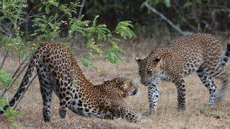 Leopard cubs interacting © Gehan de Silva Wijeyeratne