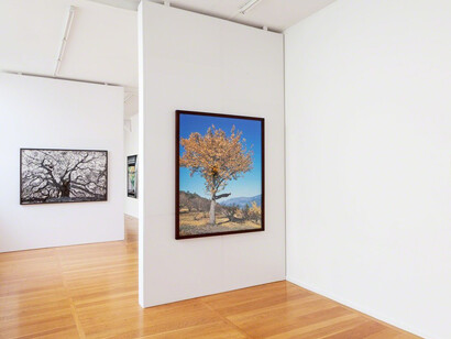 Echoing Trees. Courtesy of Xippas