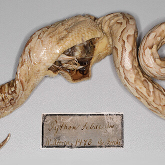 Reptiles and Amphibians. Courtesy of Museum für Naturkunde