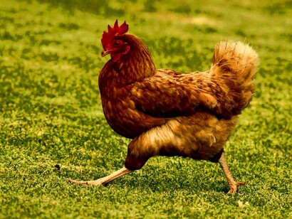 La maladie appelée vulgairement choléra des poules