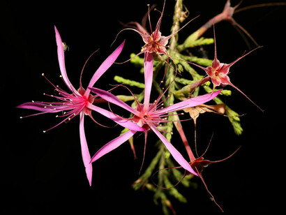 I nuovi propositi ed il processo creativo possono essere spinti anche con l’utilizzo di un fiore australiano Turkey Bush