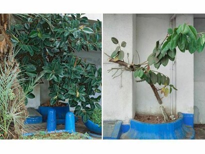 Sharon Ya'ari, Ficus Elastica, 16 HaRakevet Street, Tel Aviv, 2010, Ficus Elastica, 16 HaRakevet Street, Tel Aviv, 2011, 14.17 x 11 inches, Edition of 5