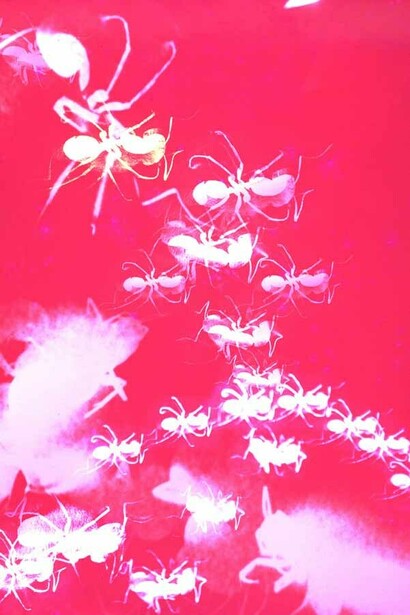 Masahisa Fukase. Courtesy of Foam