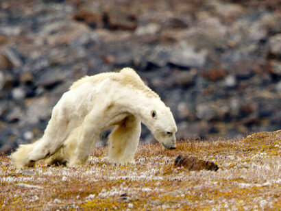 We would say that the majority of countries still believe they will be able to adapt to the climate change that is already upon us