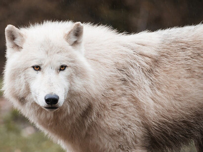 A white-haired gray wolf, the largest extant member of Canidae family