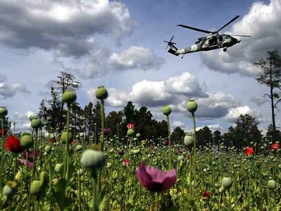 Opium field