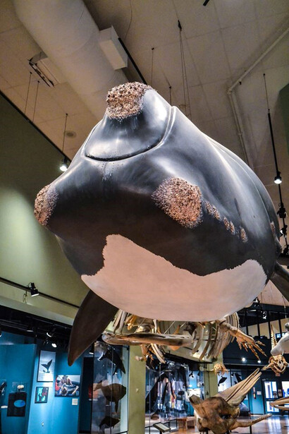 Hall of Great Whales. Courtesy of New Brunswick Museum