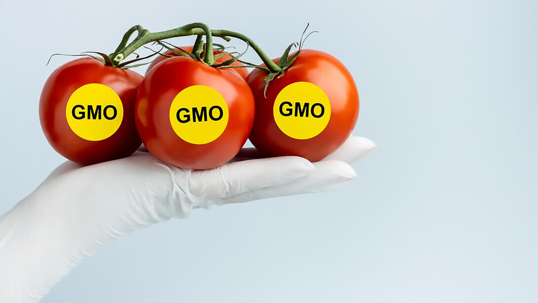 Scientist holding genetically modified tomatoes for gmo research