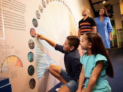 Colour. Secret language of the reef, exhibition view. Courtesy of Queensland Museum Tropics