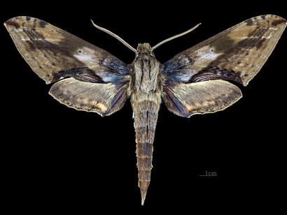 Xylophanes rhodina, male dorsal. Cartago, Tapanti Parque Nacional, Costa Rica