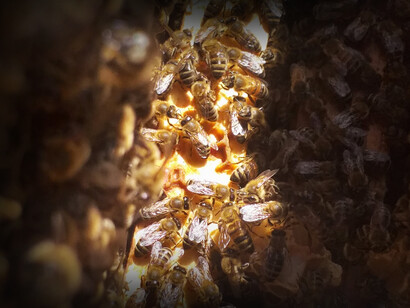 Detalle de un panal de abejas perteneciente a la organización Apimedicina