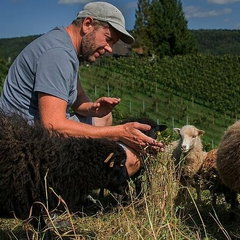 Dettaglio di un vigneto di Hoss Hauksson nel Cantone Argovia, Svizzera