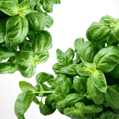 Uma planta é não convencional até que ela tenha seu produto aprovado pela população, mas é importante saber disntinguir as espécies 