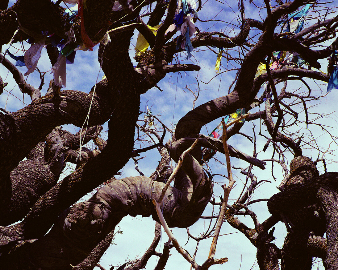 Marissa Roth, 1,000 year-old Cypress tree with prayer flags, considered a holy site near Shalu Monastery. May 2007. © Marissa Roth.