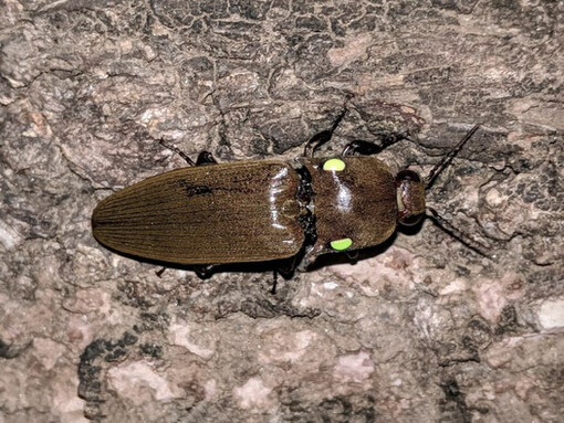 Cocuyo del género Pyrophorus: nótese que los órganos de luz fría se encuentran en la región dorsal del tórax
