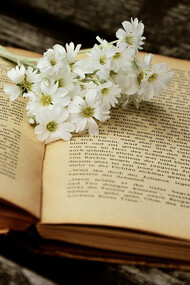 Daisies on an old book 