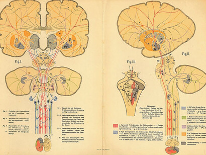 The publication of Prof. Chr. Aeby, 1884, Bern., detail
