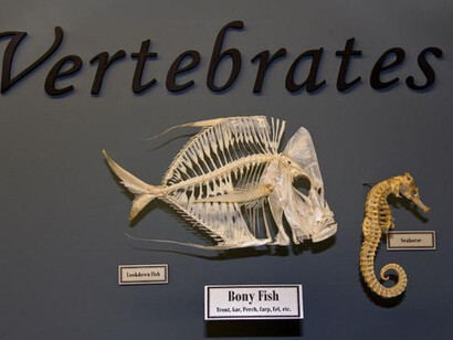 What is a Skeleton? Courtesy of Museum of Osteology