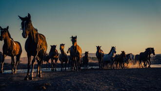 A herd of horses moving together across an open landscape, representing the long journeys through which cultures, people, and traditions take root