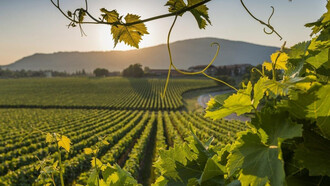 I vigneti della Franciacorta
