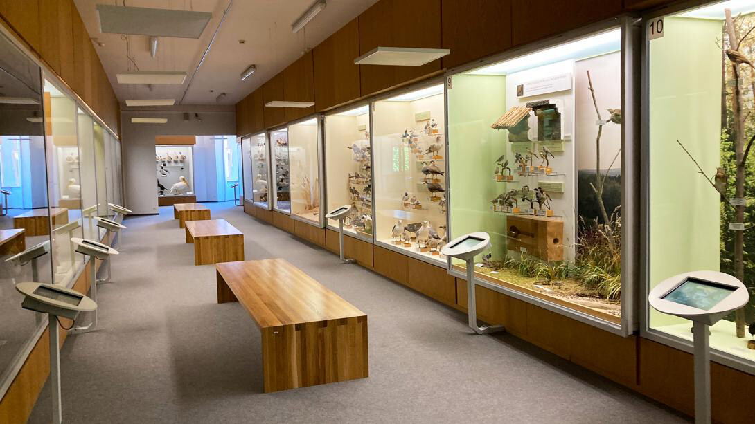 Birds of Latvia, exhibition view. Courtesy of the Latvian National Museum of Natural History