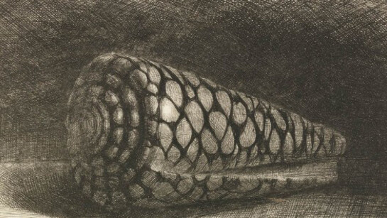 Rembrandt Harmensz van Rijn (Dutch, 1606–1669), “The Shell (Conus Marmoreus)”, 1650. Etching, drypoint and engraving. Museum purchase, gift of Dr. T. Edward and Tullah Hanley by exchange, Achenbach Foundation for Graphic Arts Endowment Fund and Anonymous Bequest. 1997.42