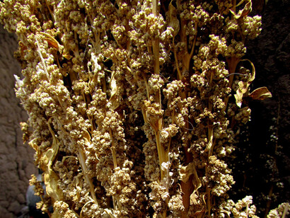 Quinua cultivada en Puno, Perú