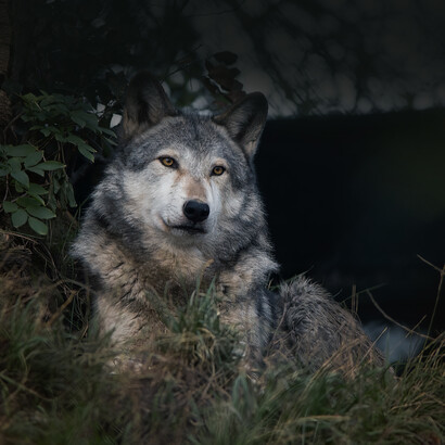 Negli ultimi anni in campagna sono aumentati progressivamente gli incontri con la fauna selvatica