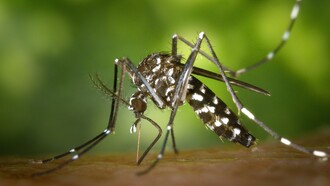 A malária é causada por protozoários parasitas do gênero Plasmodium