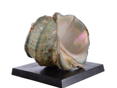 Invertebrates. Courtesy of Tadas Ivanauskas Zoological Museum