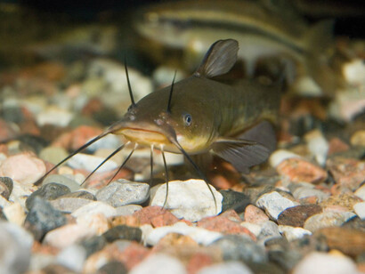Le poisson-chat comme ce barbue de rivière peut survivre dans des eaux fortement polluées. Courtoisie du Musée canadien de la nature. Photo par Mariana Lafrance
