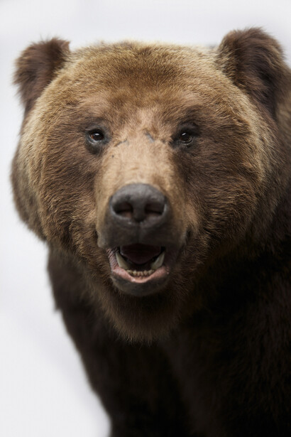Siberian Brown Bear © Paul Cliff 