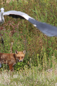 Red Fox © Gehan de Silva Wijeyeratne
