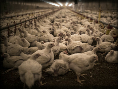 Perhaps humanity must pay a very high price as a result of the abuse of natural resources and the dehumanization that comes from the enslavement, torture and indiscriminate killing of animals