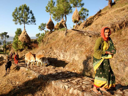 Kumaon walk, Shakt woman with her cattle