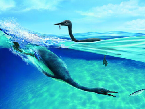 Fossil Gallery. Courtesy Canadian Museum of Nature 