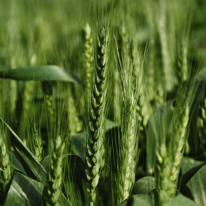 I cereali tradizionali si adattano meglio ai territori locali, riducendo la necessità di fertilizzanti chimici e pesticidi