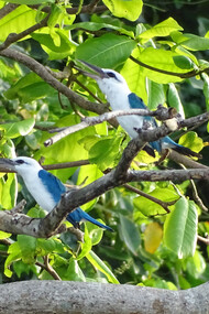 Beach Kingfishers, New Britain © Phil Gregory